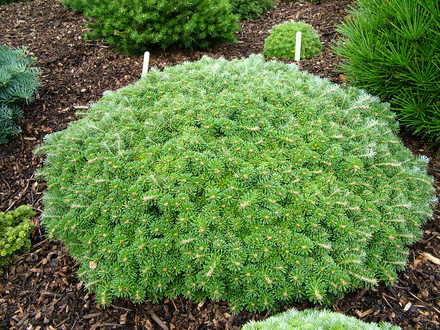 Abies koreana 'Kristallkugel' (Abies koreana)
