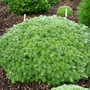 Abies_koreana_kristallkugel