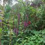 Top border (Teucrium hircanum)