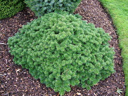 Abies koreana 'Tundra' (Abies koreana)
