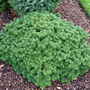 Abies_koreana_tundra