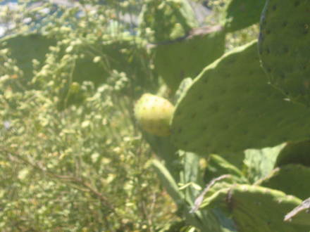 Prickly pear