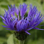 Bachelor_button