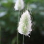 Flowers_2007_395