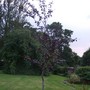 Fagus sylvatica