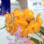  Ascocenda Anan. Gold (possibly)- Orchid