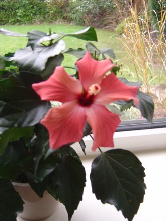 Hibiscus