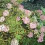 Hydrangea