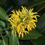 Justicia aurea - Yellow Justicia (Justicia aurea)