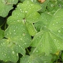 Garden_july_07_015