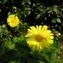 Doronicum (Doronicum orientale)