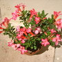 Adenium obesum