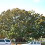 Ficus macrophylla - Moreton Bay Fig (Ficus macrophylla)