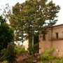 Ficus macrophylla
