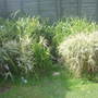 Grasses and pond.........