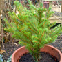Picea abies (Norway spruce)