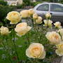A garden flower photo