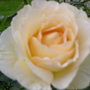 A garden flower photo