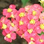 Achillea Paprika (Achillea ageratum)