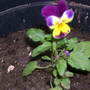 A garden flower photo