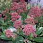 skimmia "rubella"