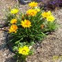 Gazania rigens (Gazania Daybreak Mix)