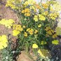 Achillea filipendulina