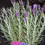 A garden flower photo