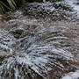 Carex comans 'Bronze'