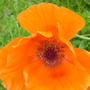 A garden flower photo