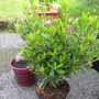 A garden flower photo