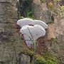  Tree fungus