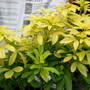 A garden flower photo (choisya)