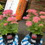 A garden flower photo