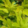 Choisya  Mexican mock orange (Choisya Sundance)