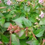 Abelia biflora