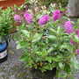 A garden flower photo