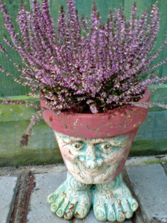Ugly mans hair! (Erica carnea (Winter heath))