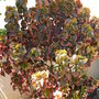 Acalypha wilkesiana "fire dragon" (Acalypha wilkesiana)