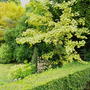 Ginkgo biloba