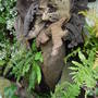 Part of the stumpery. September 17th 2008.