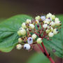 my dogwood in berry (Cornus alba (Red-barked dogwood))