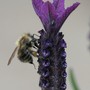 Pollen collecting (Lavandula stoechas (French lavender))