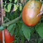 Amish Paste tomatoes (Solanum lycopersicum)