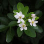 Choisya (Choisya ternata (Mexican orange blossom))