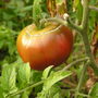 Cherokee Purple Tomato (Solanum lycopersicum)