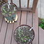 Last garden of the season