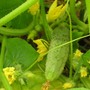 Cucumber blossom (Cucumis sativus (Cucumber))