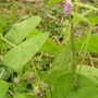 Dragon Tongue Bean (Phaseolus vulgaris (Common garden bean))