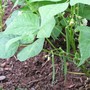 Ireland Creek Annie Bean (Phaseolus vulgaris (Common garden bean))